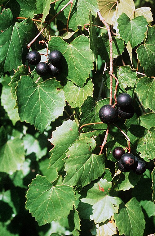 Fresh Muscadine grape
