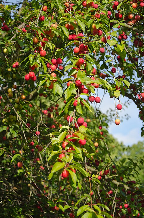 Fresh Cherry plum