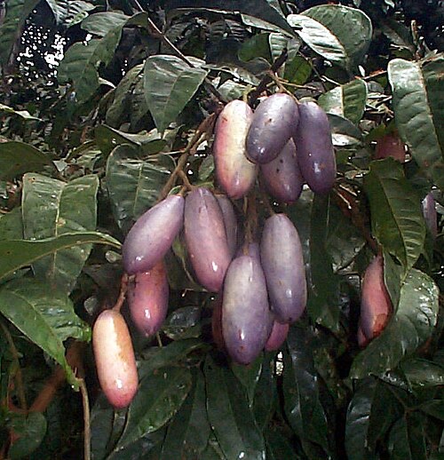Fresh African pear (safou)