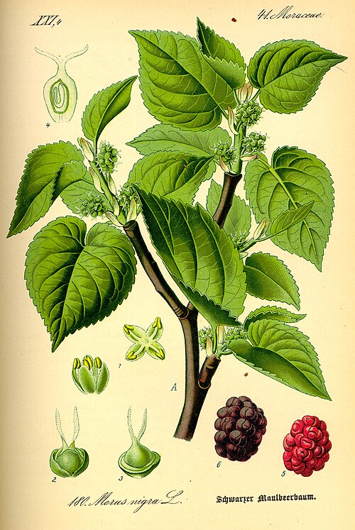 Fresh Black mulberry