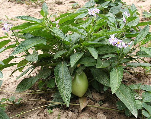 Fresh Pepino