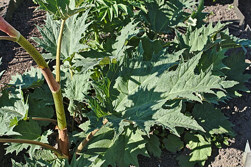 Fresh Chinese Rhubarb