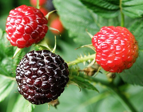 Fresh Black raspberry