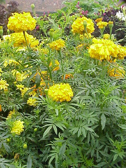 Fresh African marigold