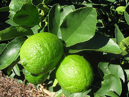 Fresh Persian lime