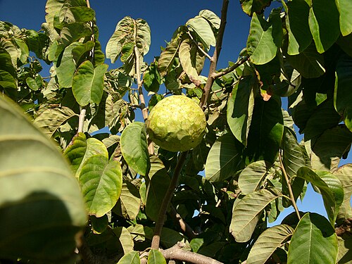 Fresh Cherimoya