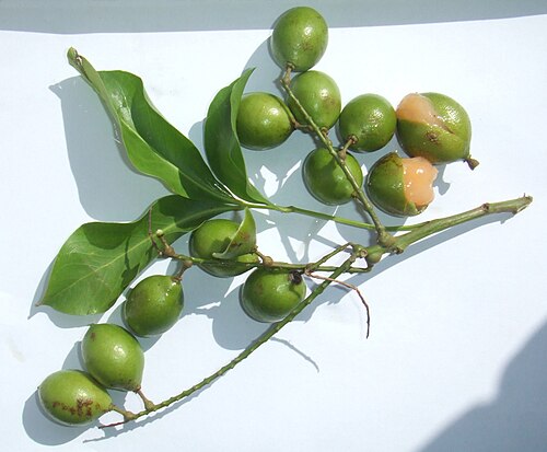 Fresh Genip