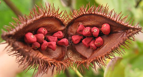 Fresh Annatto