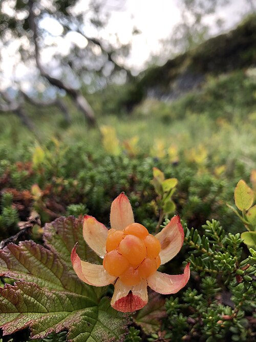 Fresh Cloudberry