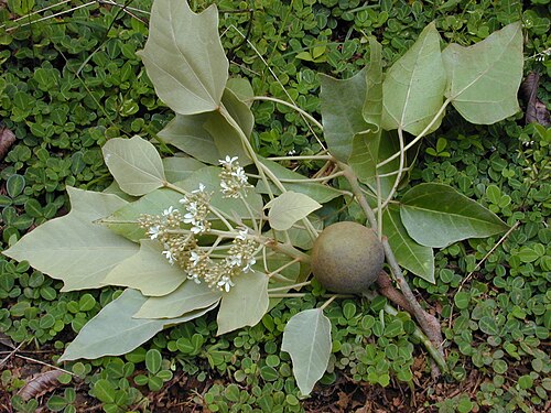 Fresh Candlenut