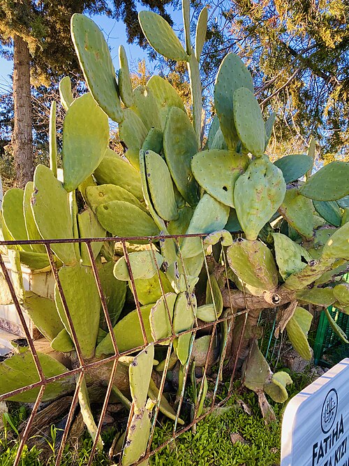 Fresh Prickly pear