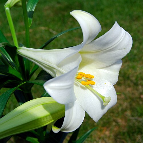 Fresh Easter lily