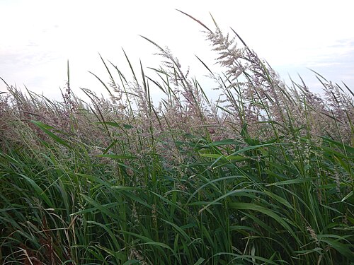 Fresh Wild rice (northern)
