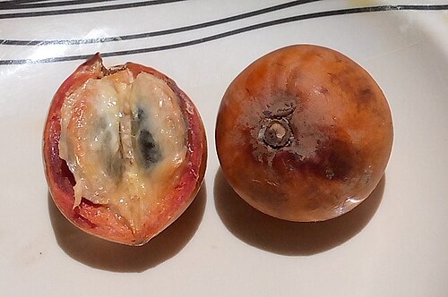 Fresh African star apple