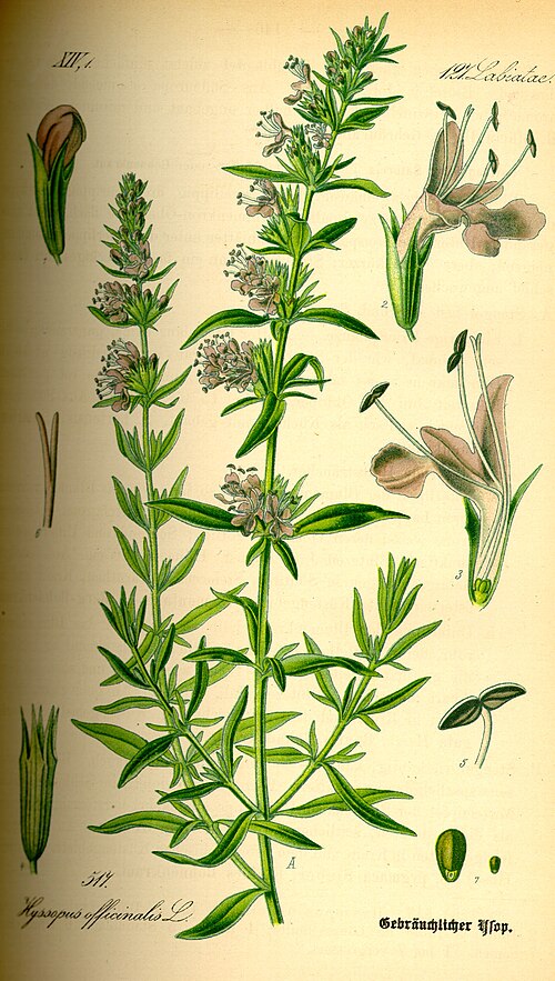 Fresh Hyssop