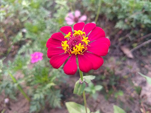 Fresh Zinnia