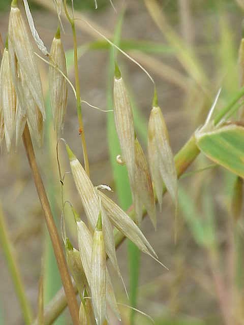 Fresh Naked oat