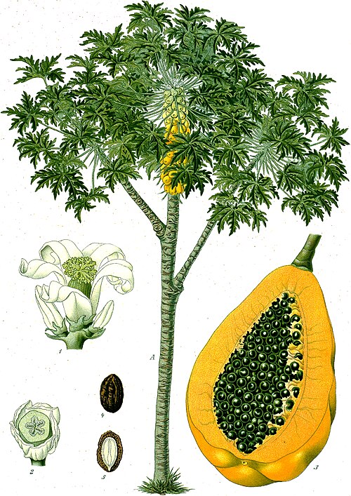 Fresh Papaya