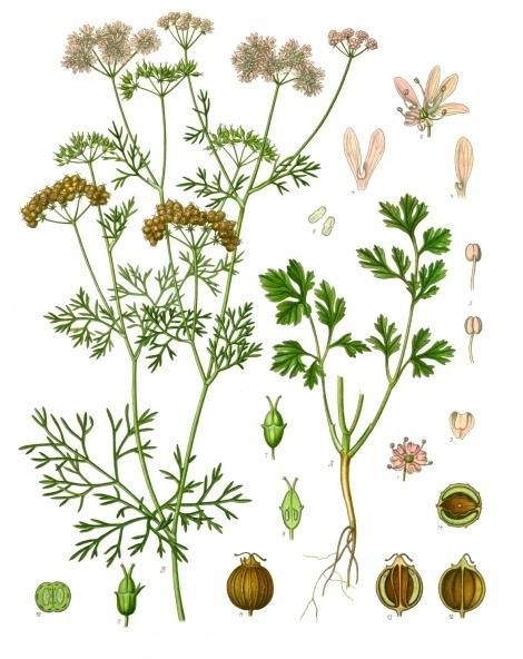 Fresh Cilantro