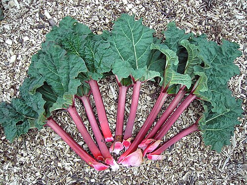 Fresh Rhubarb