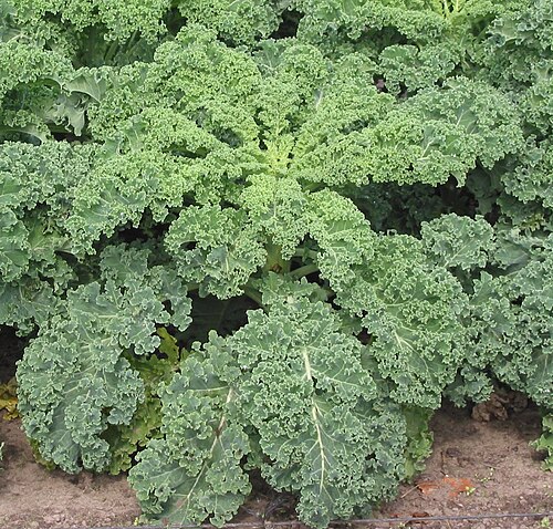 Fresh Kale