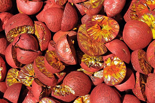 Fresh Betel Nut