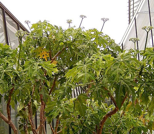 Fresh Chaya