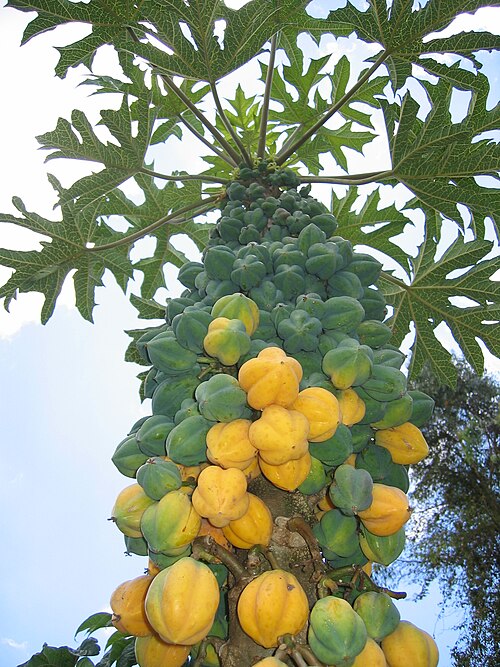 Fresh Mountain papaya