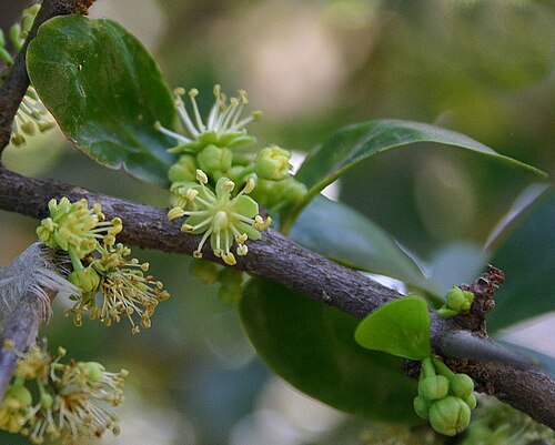 Fresh Kei apple