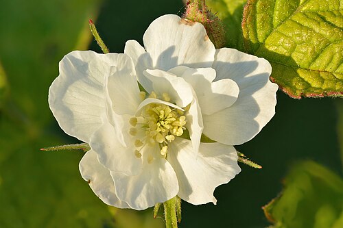 Fresh European dewberry