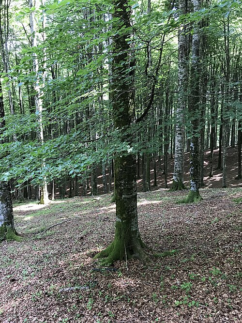 Fresh European Beech
