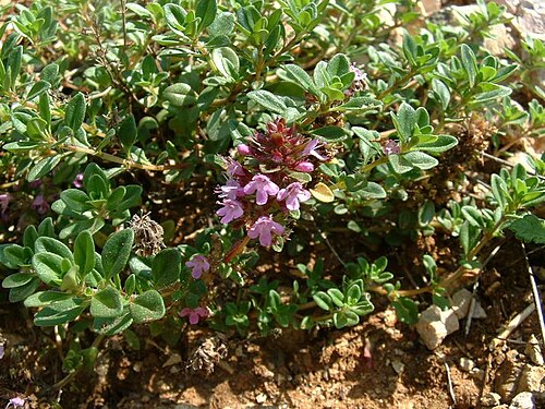 Fresh Wild thyme