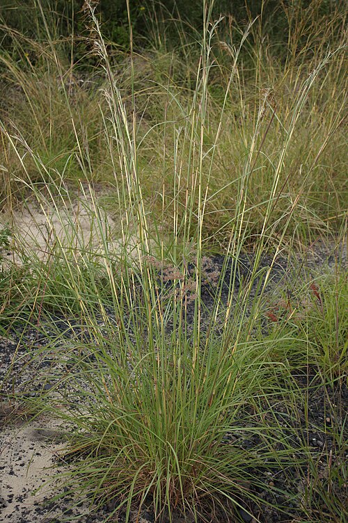 Fresh Jaragua grass