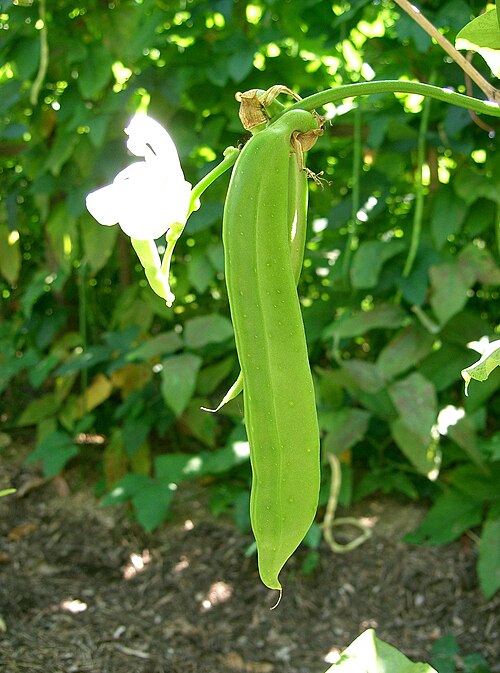 Fresh Sword bean
