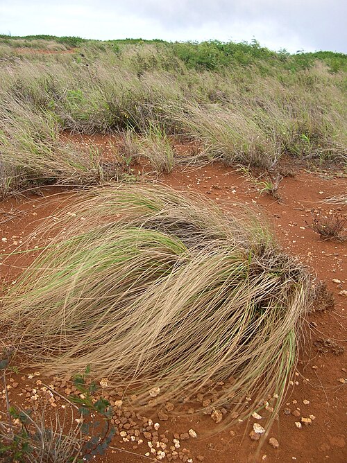 Fresh Weeping lovegrass