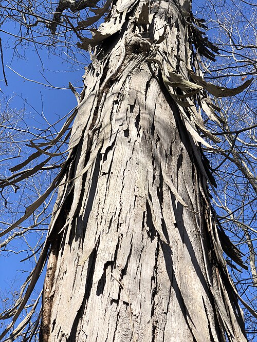 Fresh Shagbark Hickory