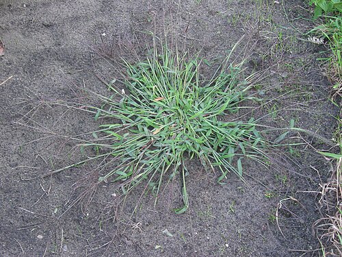 Fresh Crabgrass millet