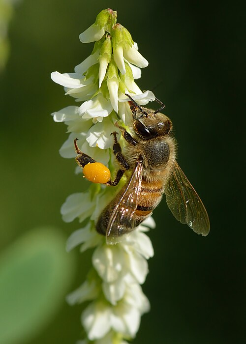 Fresh White sweetclover