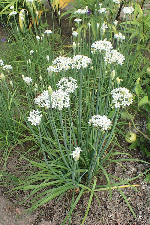 Fresh Garlic chives