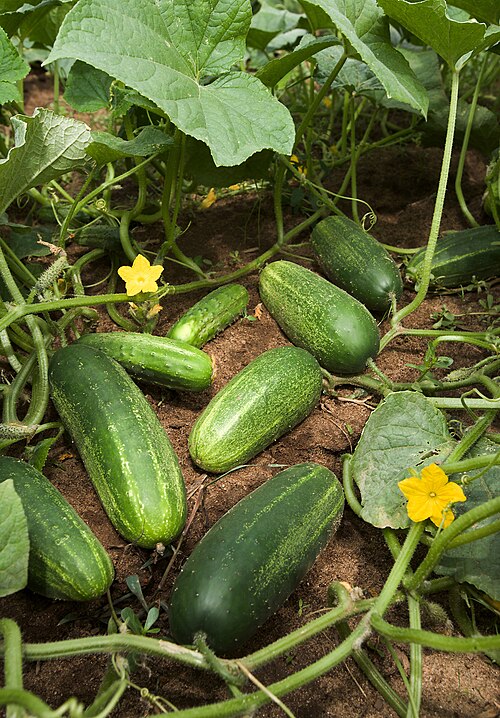 Fresh Cucumber