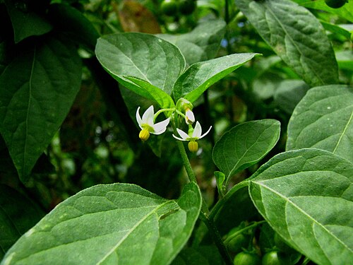 Fresh American black nightshade