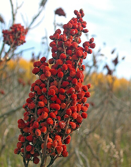 Fresh Sumac