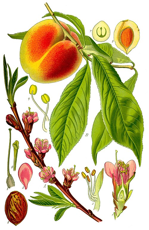 Fresh Peach