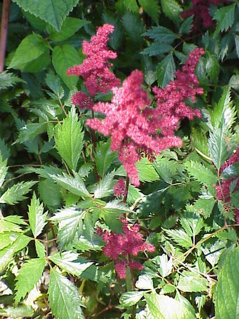Fresh Astilbe