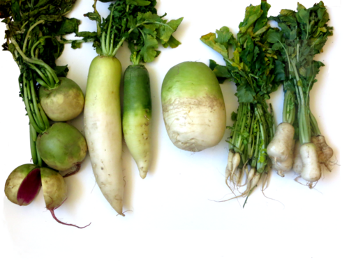 Fresh Daikon