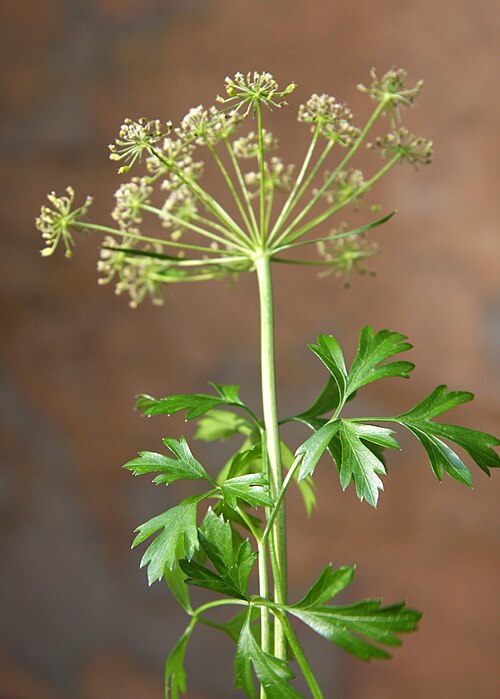 Fresh Parsley