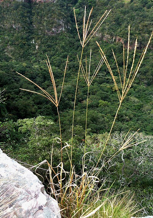 Fresh Digit grass (Pangola grass)