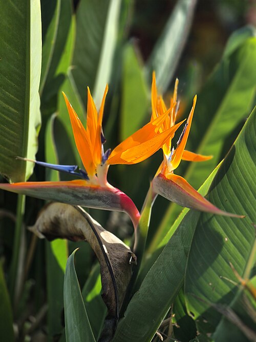 Fresh Bird of paradise