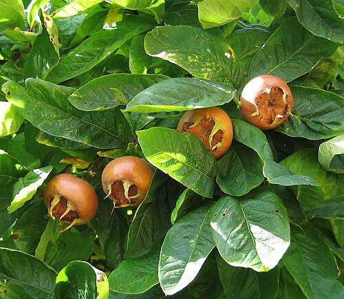 Fresh Medlar