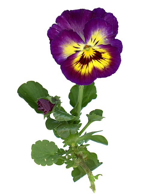 Fresh Pansy